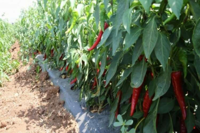 GAZİANTEP BİBER ÜRETİMİNDE SÖZ SAHİBİ OLACAK