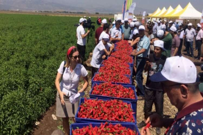 BÜYÜKŞEHİR'İN DAĞITTIĞI BİBER FİDELERİNİN HASADI BAŞLADI