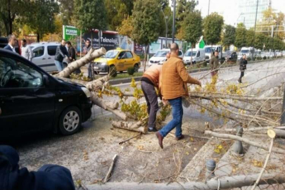 Devrilen ağaç seyir halindeki otomobilin üzerine düştü