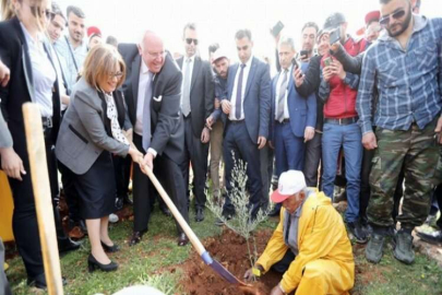 Türkiye'nin ilk zeytin ormanı