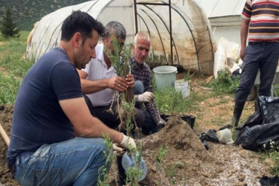 Zeytin dalı harekatı anısına zeytin fidanı yetiştirildi