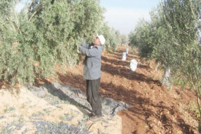 Araban’da zeytin hasadı başladı