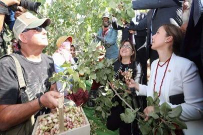 BARAK OVASI’NDA FISTIK HASADI YAPILDI