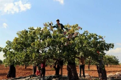 Antep fıstığında düşük rekolte yüksek fiyat