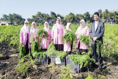 Moringa bitkisinin hasadına başlandı