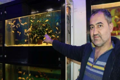 Süs balıklarına ilgi artıyor
