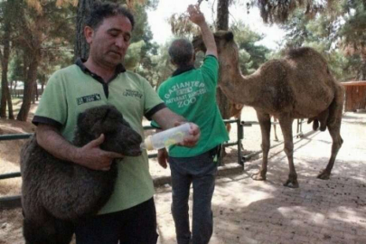 Hayvanat bahçesi ailesine katıldılar