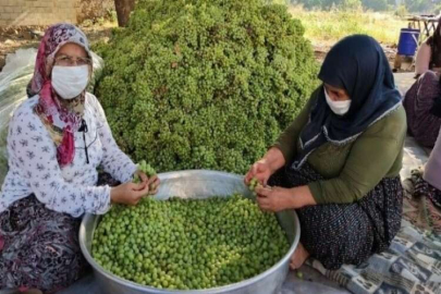 Gaziantep'te bir ilk 'koruk ekşisi'