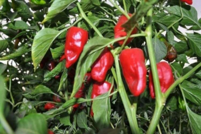 Alıcılara kızan üretici tonlarca biberi tarlada bıraktı