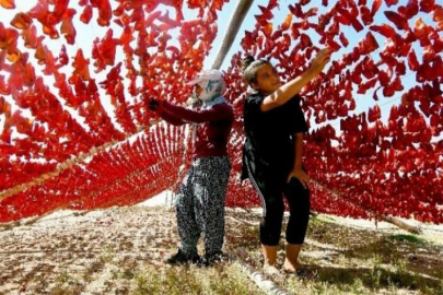 Son kurutmalıklar güneşe bırakılıyor
