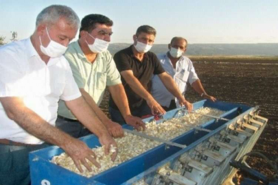 Sarımsak dikimi başladı