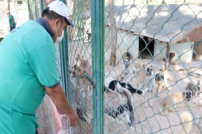 BÜYÜKŞEHİR SAHİPSİZ HAYVANLARA SAHİP ÇIKMAYA DEVAM EDİYOR