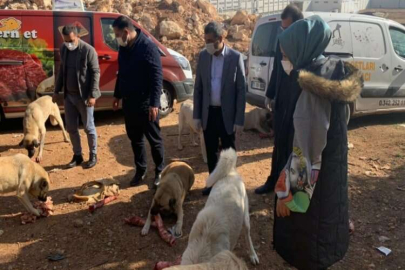 Taşdoğan sokak hayvanlarını unutmadı