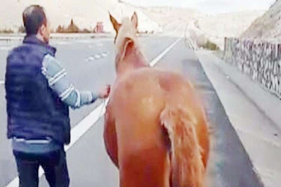 Başıboş at otobanda hipodromdaymış gibi koştu