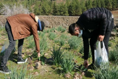 Taşların altında yetişiyor toplamak için vatandaşlar akın ediyor