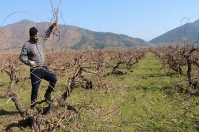Antep karası üzümünde budama zamanı