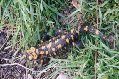 Adıyaman’da lekeli semender görüldü