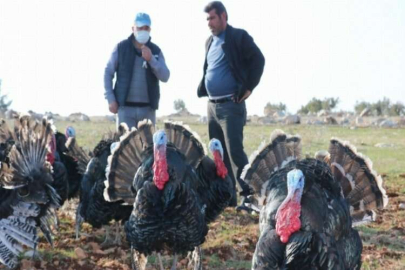 Satılık hindi bulamayınca kendi işini kurdu