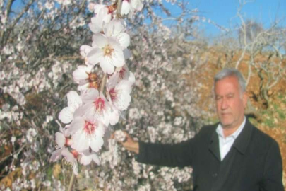 Erken çiçek açan bademler üreticiyi telaşlandırdı