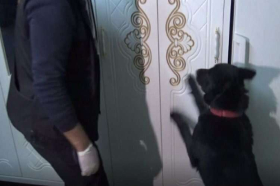 Dedektör köpeğin yoğun tepkisi zulayı ortaya çıkardı