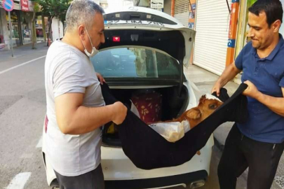 Hasta buzağıyı lüks otomobille kliniğe getirdi