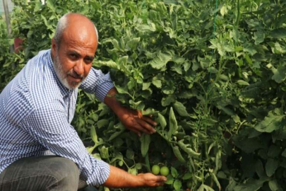 Kurduğu sera ilçenin domates ihtiyacının yüzde 15’ini karşılıyor