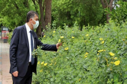FADILOĞLU: “SARI GÜL, GAZİANTEP'TE BAHARIN HABERCİSİ VE SEMBOLÜDÜR”