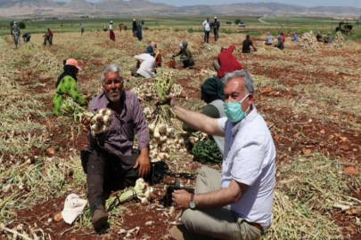 Tarım işçilerinin bayram mesaisi