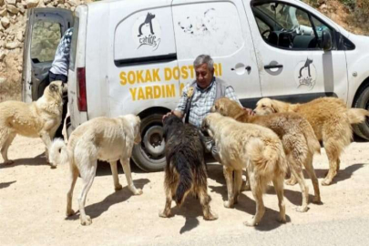 CAHİDE ile aç sokak hayvanı yok