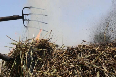 Orta Doğu ülkelerinin tutkusu firikte hasat başladı