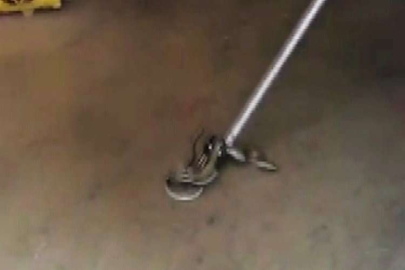 Bakkal dükkanında yılan paniği