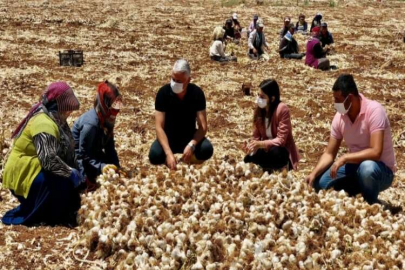 Çizmelerini giyen kaymakam sarımsak hasadı yaptı