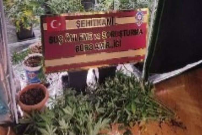 Özel düzenekle uyuşturucu yetiştirilen eve operasyon