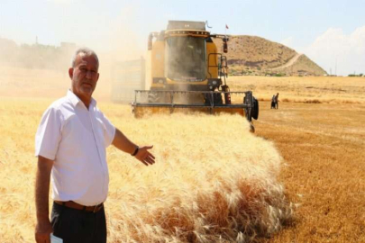 Araban buğdayı hasadı başladı