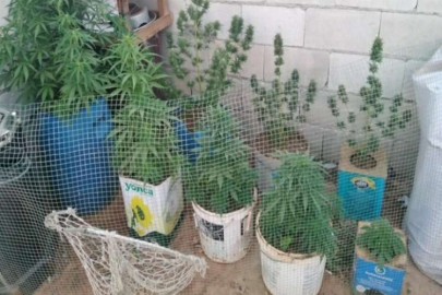Evin çatısını uyuşturucu serasına çevirdi, jandarmaya yakalandı