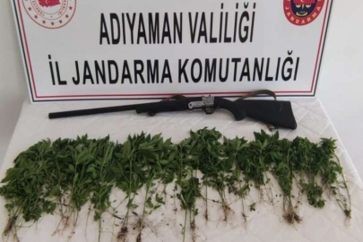 Adıyaman’da 326 kök Hint keneviri ele geçirildi