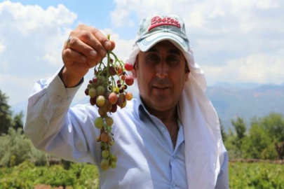 Gaziantepli çiftçiler üzüm hasadı için gün sayıyor