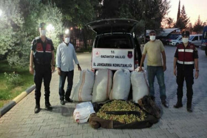 Fıstık hırsızları yakalandı