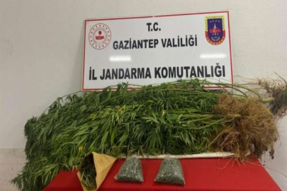 Jandarmadan hint keneviri ekilen adreslere operasyon