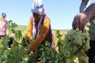 Üzüm tarlada 3,5, markette 10 TL