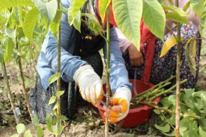 Tarım işçisi kadınlar aşı ustası oldu
