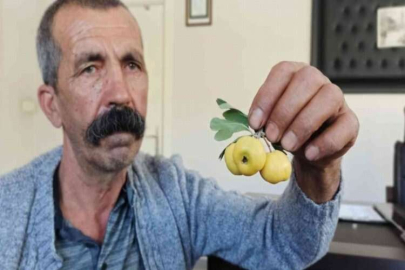 Ceviz büyüklüğündeki alıçlar görenleri şaşırtıyor