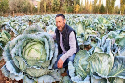 Dev lahanalar görenleri şaşırtıyor