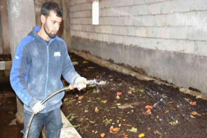 Solucanlarla organik gübre üretiyor