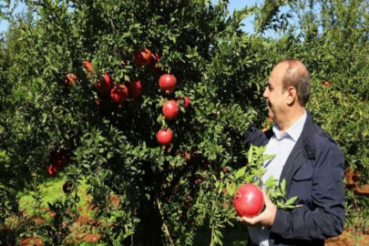 Oğuzeli’nde bir yılda 400 ton nar işlendi