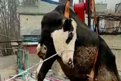 Terasta mahsur kalan ineği itfaiye vinçle kurtardı