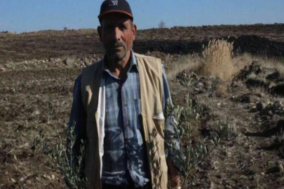 Kilis’te çiftçiye fidan desteği