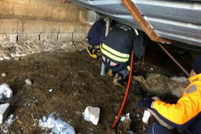 Gaziantep’te ahır çöktü, 10 hayvan telef oldu