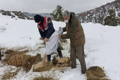 Karlı yolları yaban hayvanları için aştılar