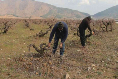 Antep karası üzümünde budama mesaisi başladı